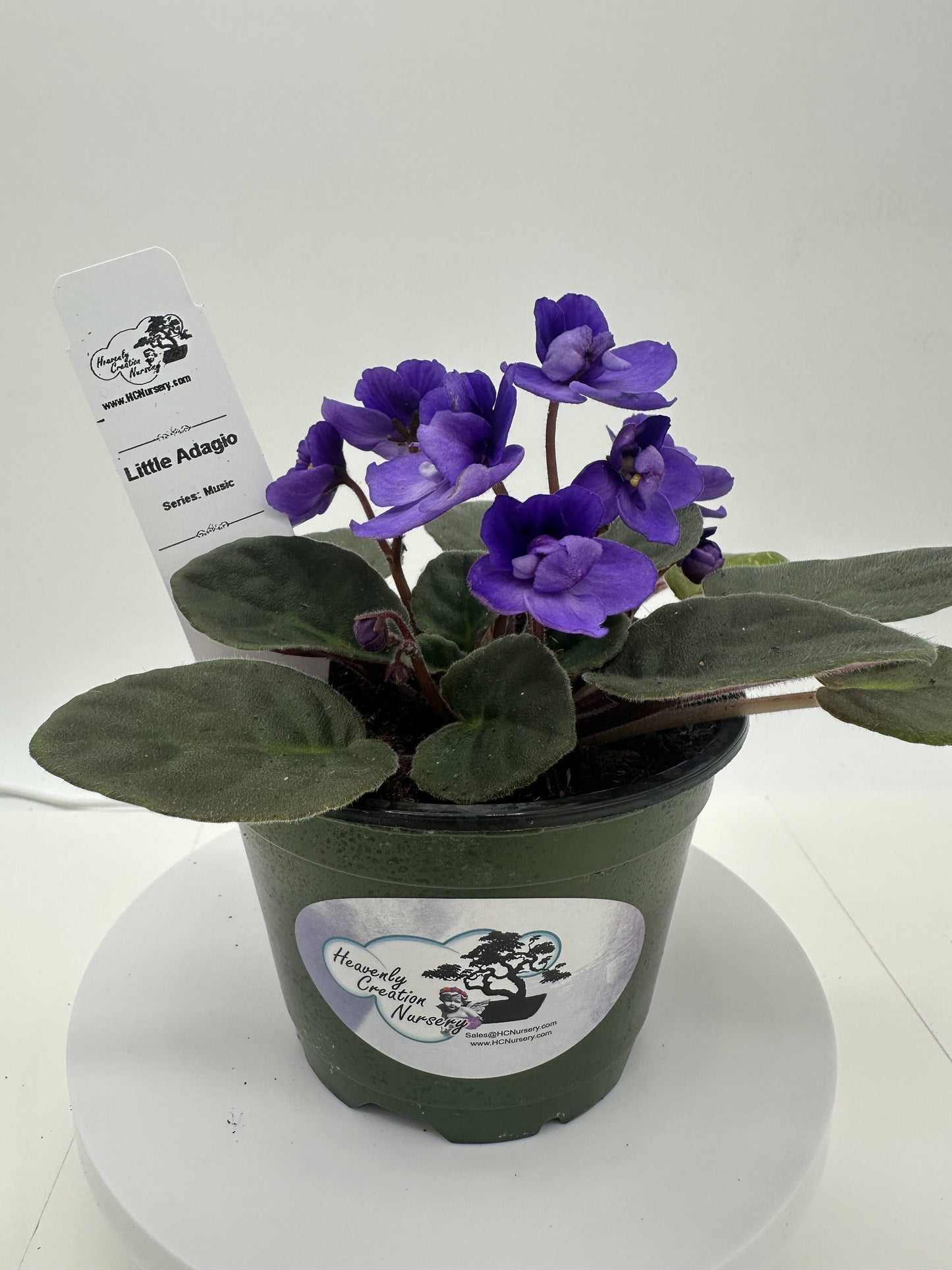 Little Adagio - Live African Violet 4" - Series: Music