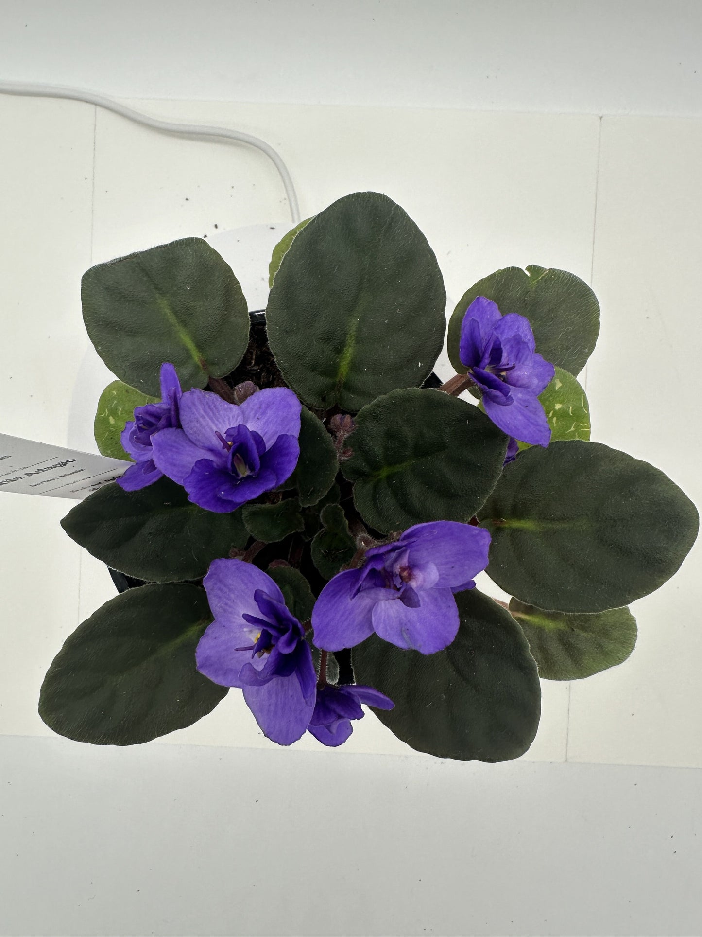 Little Adagio - Live African Violet 4" - Series: Music
