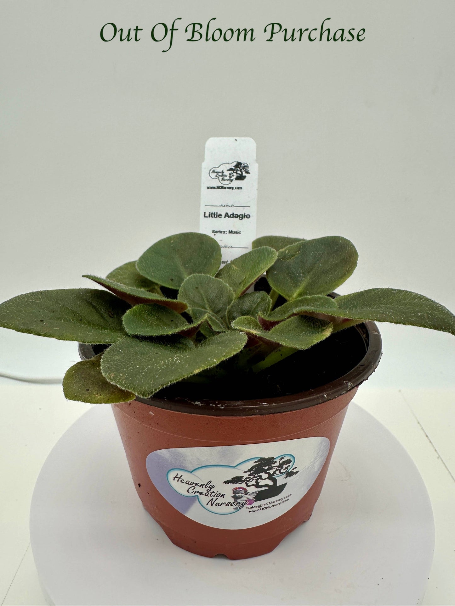 Little Adagio - Live African Violet 4" - Series: Music