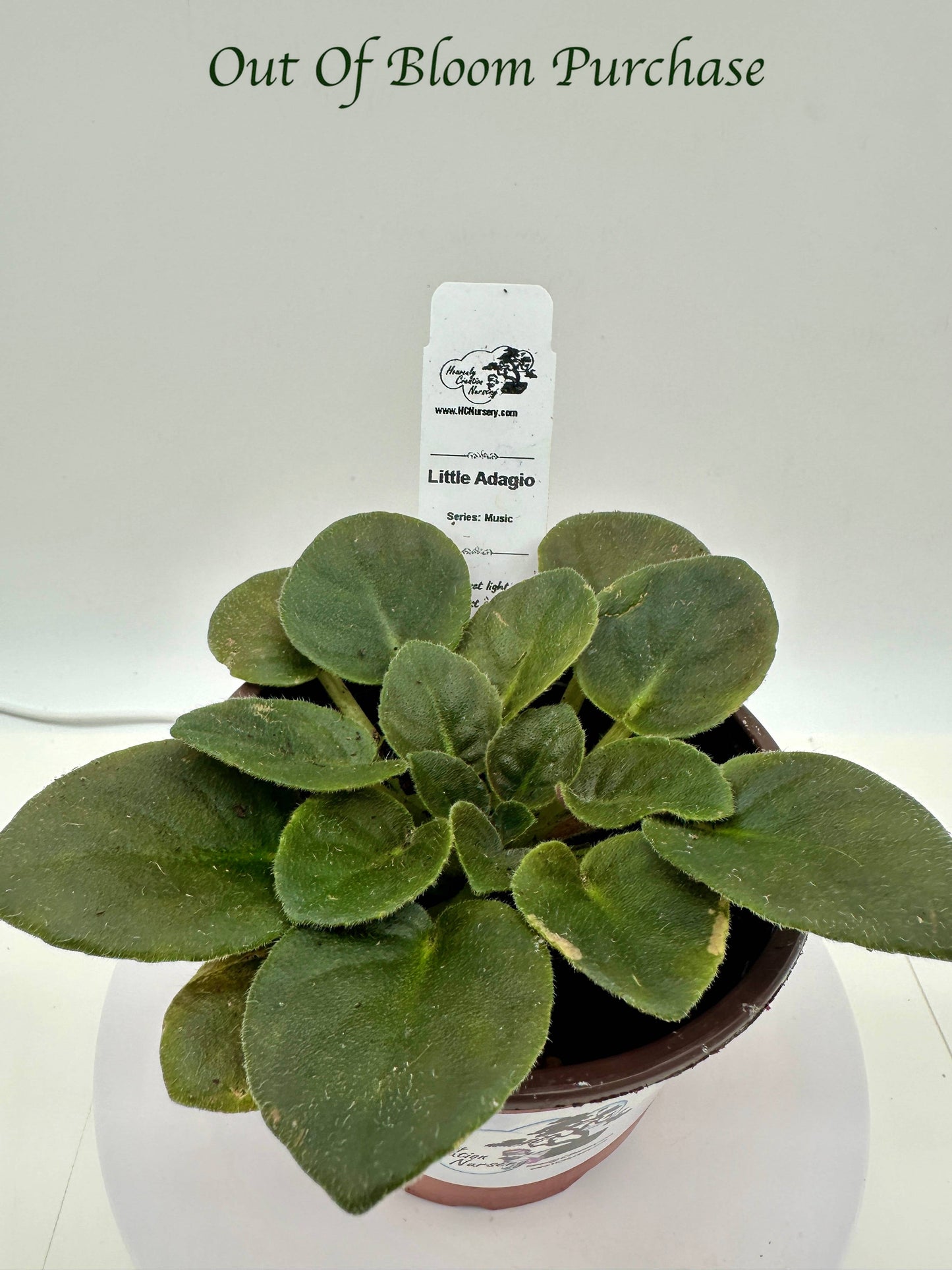 Little Adagio - Live African Violet 4" - Series: Music