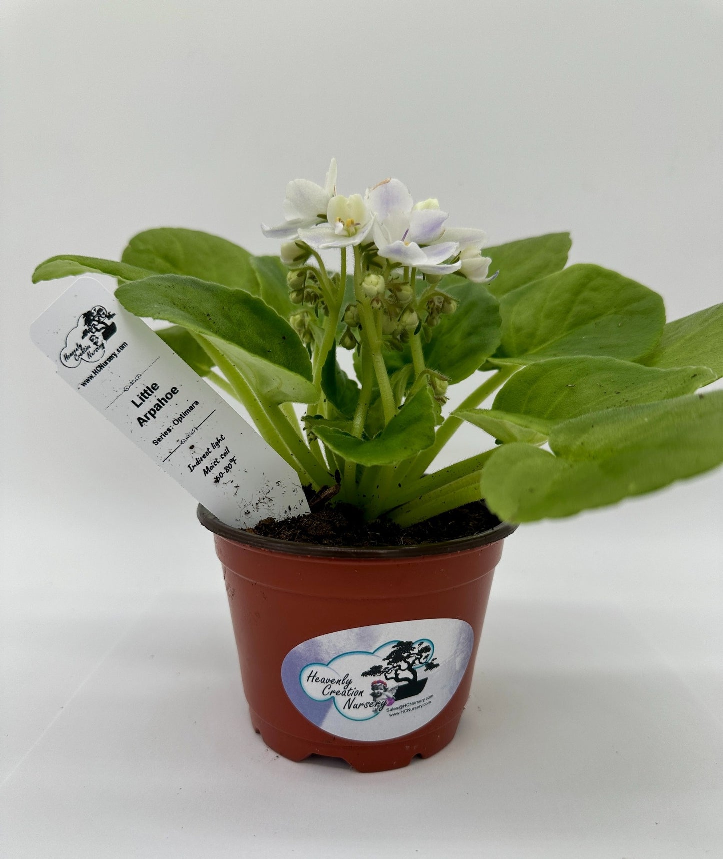 Little Arapahoe - Live African Violet 4" - Series: Optimara