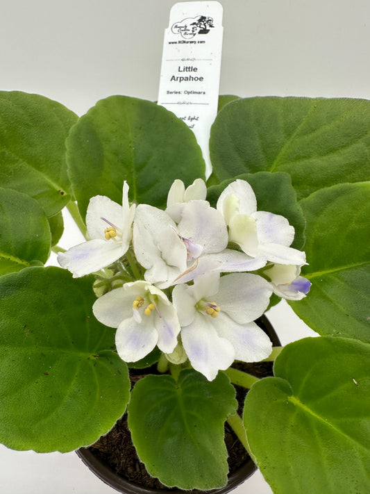 Little Arapahoe - Live African Violet 4" - Series: Optimara