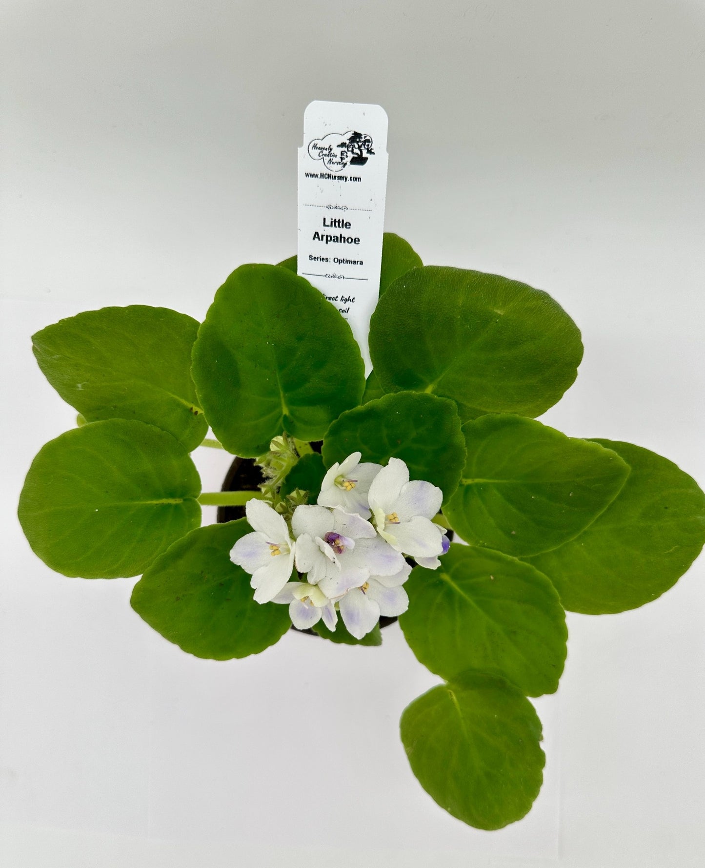 Little Arapahoe - Live African Violet 4" - Series: Optimara