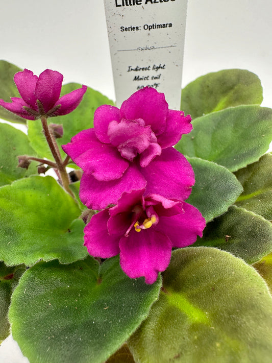 Little Aztec - Live African Violet 4" - Series: Optimara