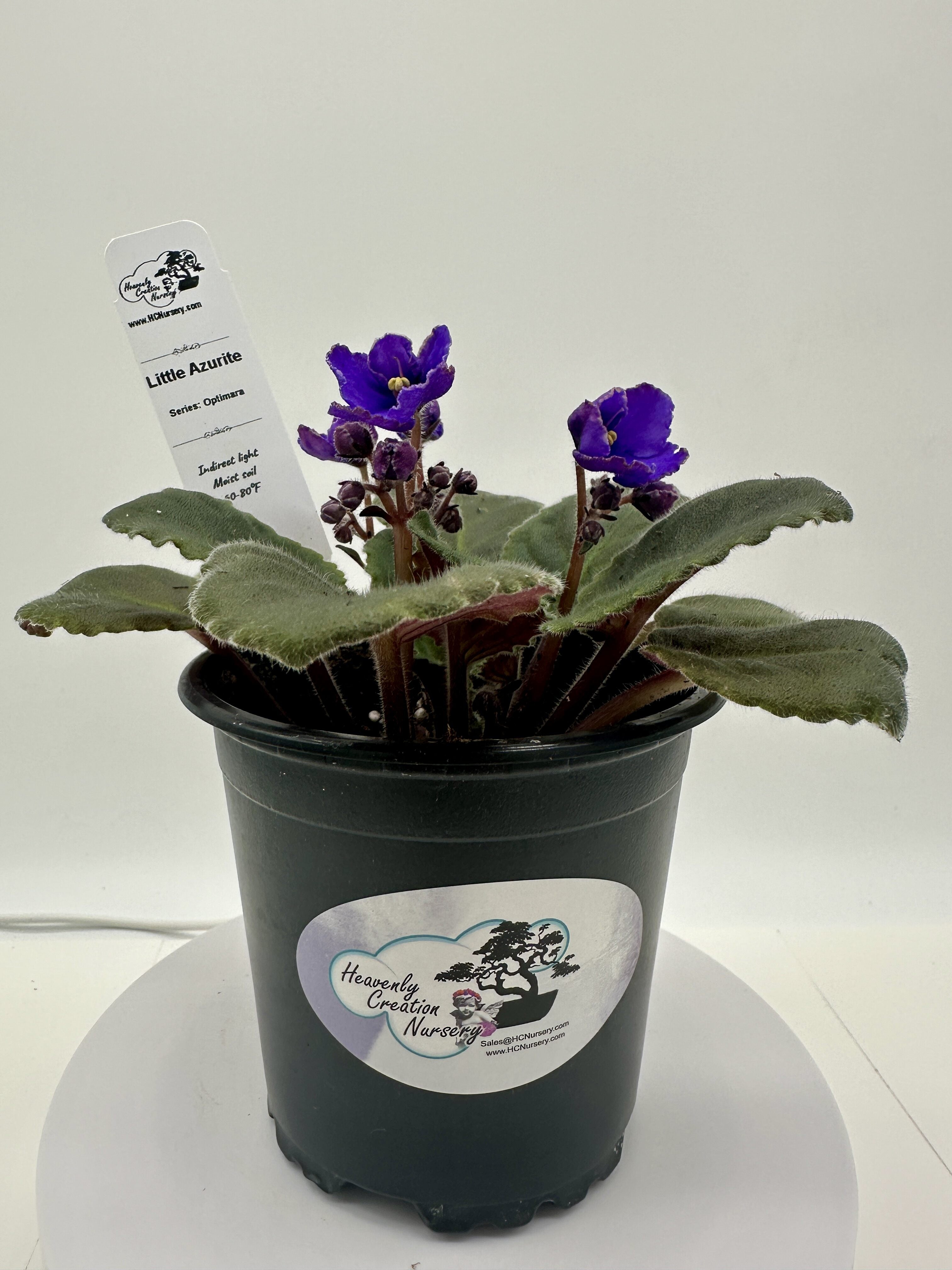 Little Azurite - Live African Violet 4