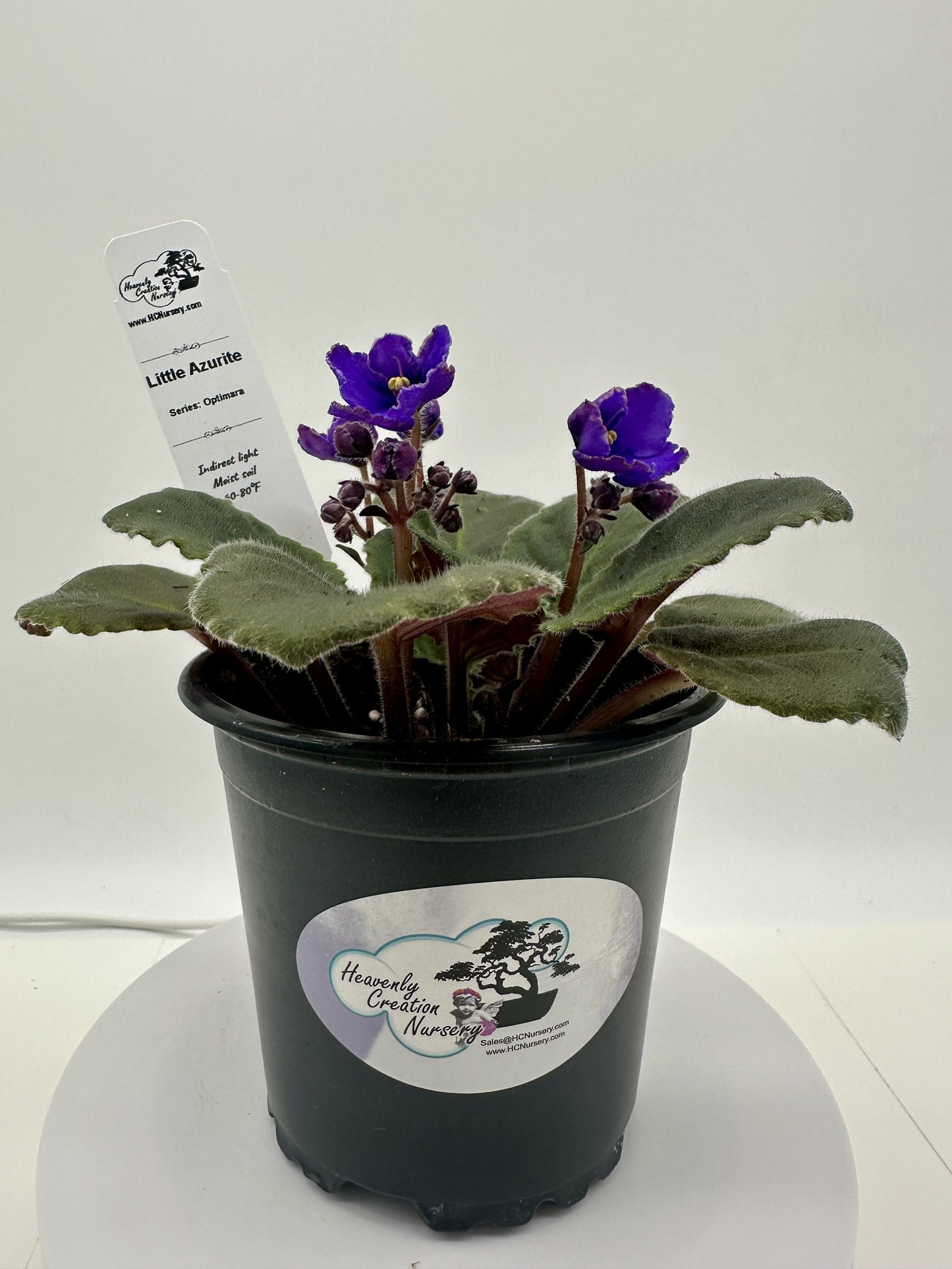 Little Azurite - Live African Violet 4" - Series: Optimara