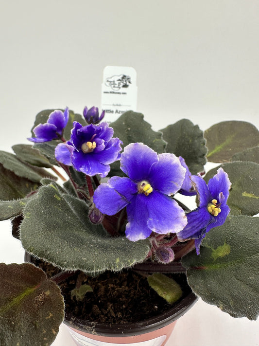 Little Azurite - Live African Violet 4" - Series: Optimara