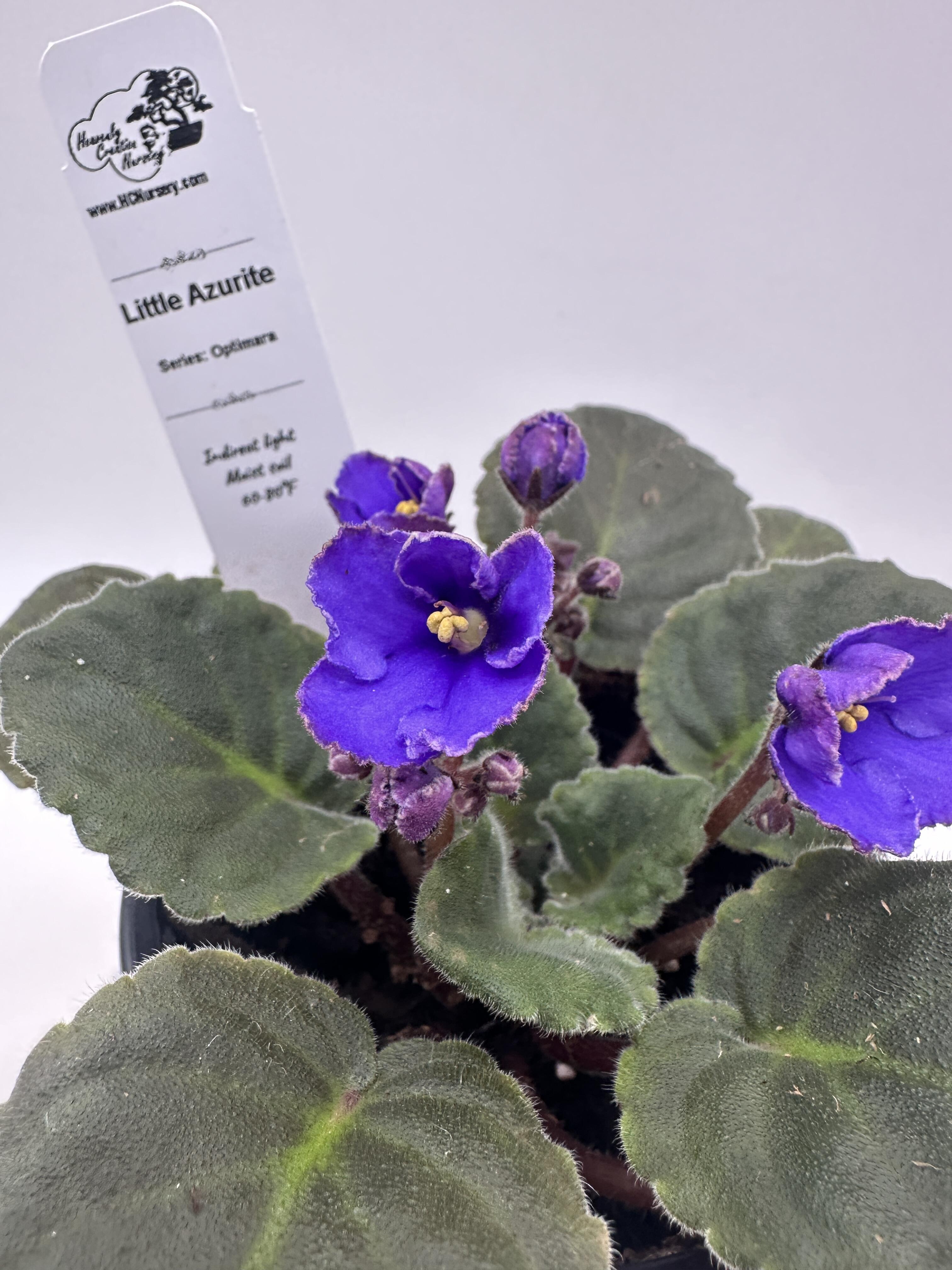 Little Azurite - Live African Violet 4