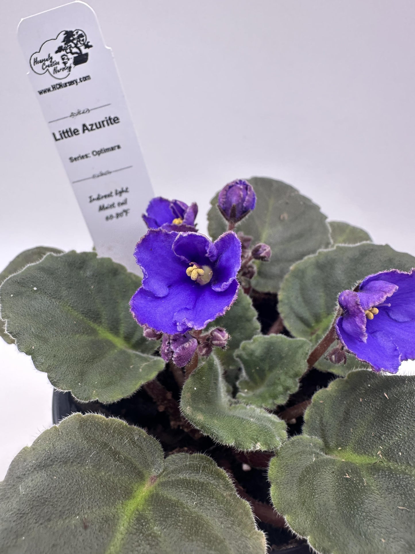 Little Azurite - Live African Violet 4" - Series: Optimara