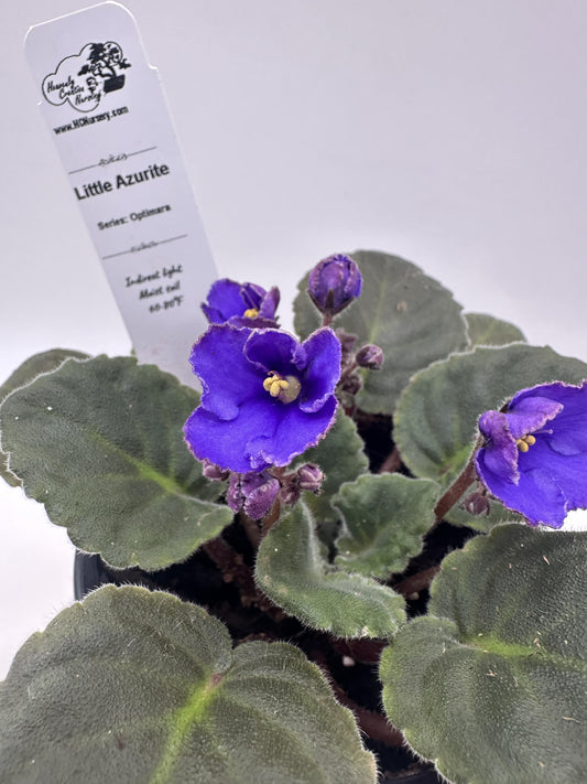 Little Azurite - Live African Violet 4" - Series: Optimara