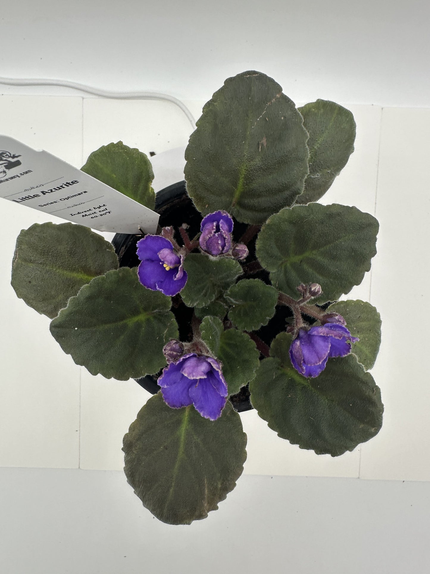 Little Azurite - Live African Violet 4" - Series: Optimara