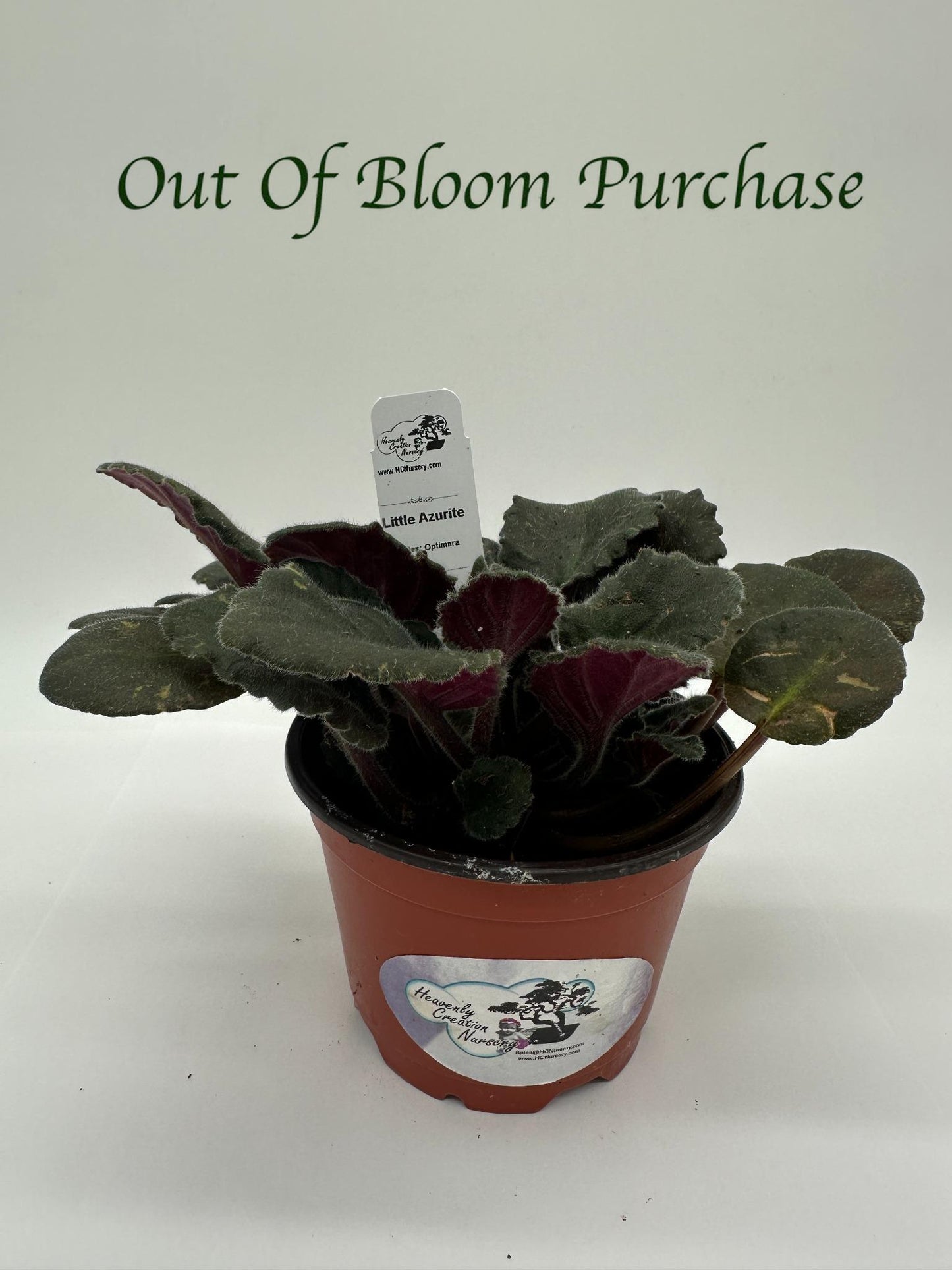 Tropical Sunshine - Pink Hybrid - Live African Violet 4"