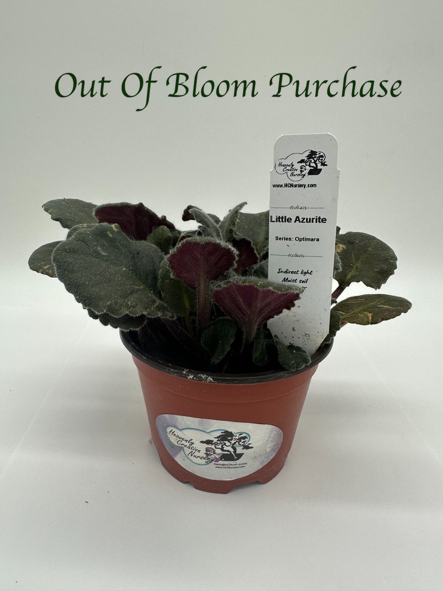 Little Azurite - Live African Violet 4" - Series: Optimara