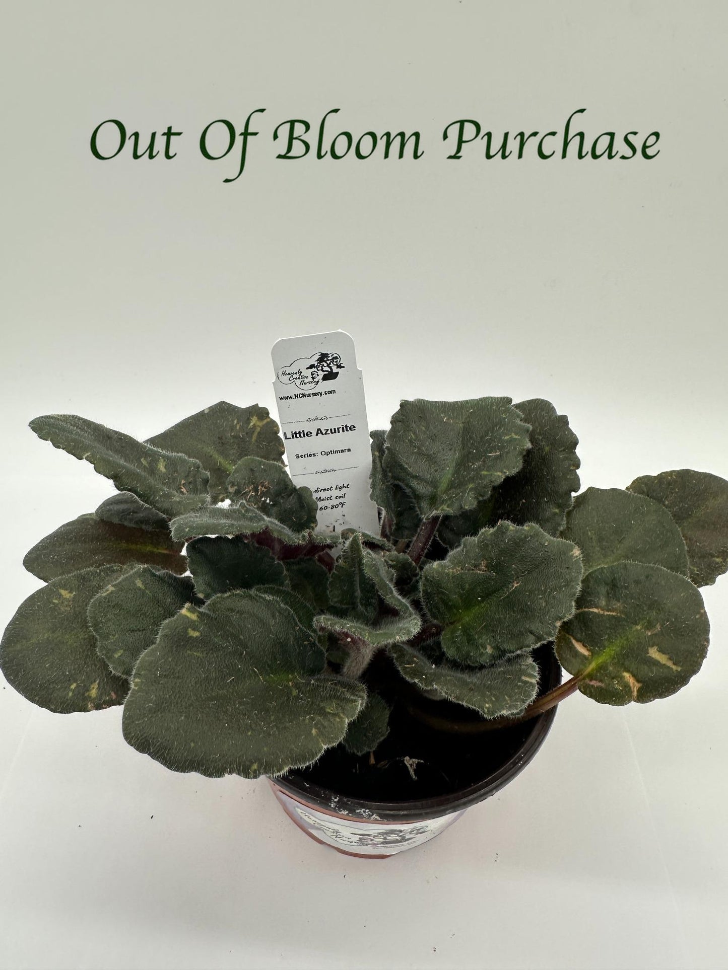 Tropical Sunshine - Pink Hybrid - Live African Violet 4"