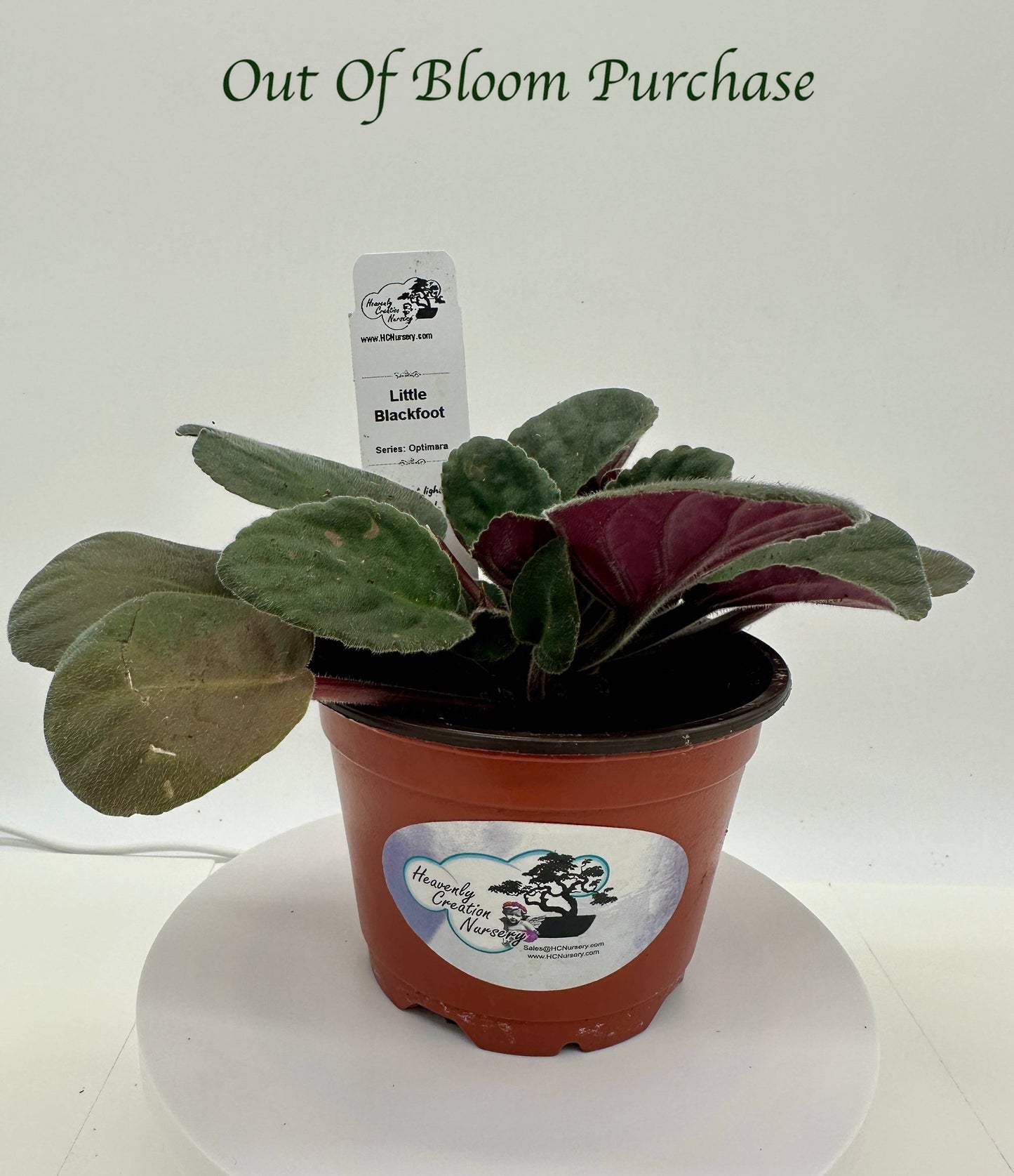 Little Blackfoot - Live African Violet 4" - Series: Optimara