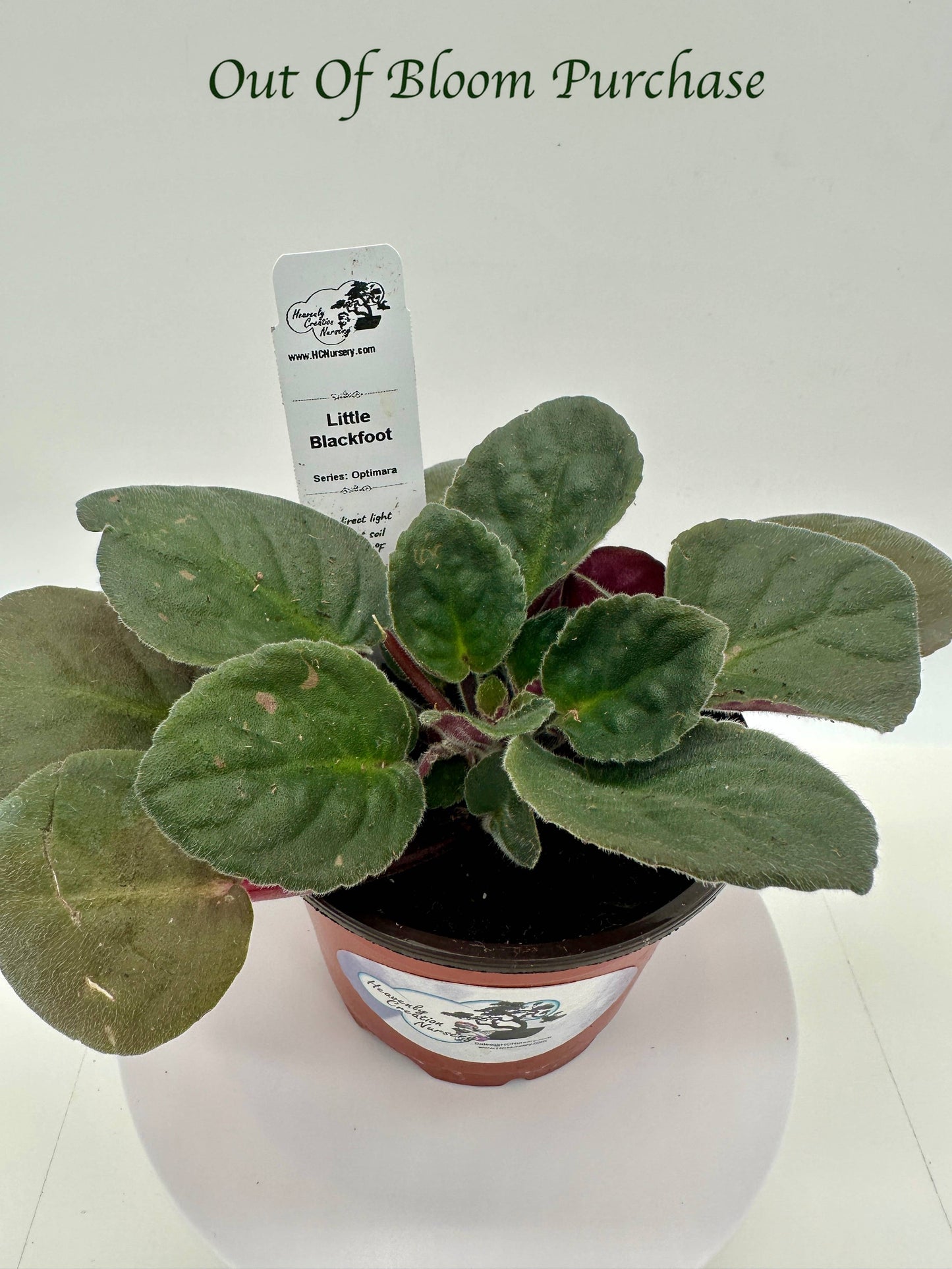 Little Blackfoot - Live African Violet 4" - Series: Optimara
