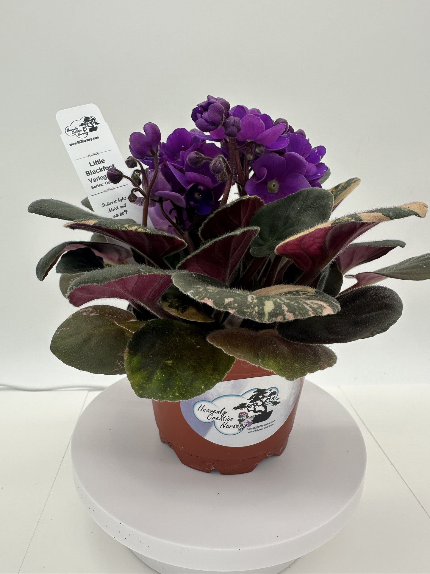 Little Blackfoot - Variegated - Live African Violet 4" - Series: Optimara