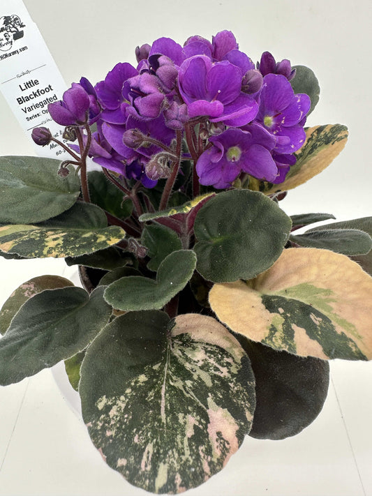 Little Blackfoot - Variegated - Live African Violet 4" - Series: Optimara
