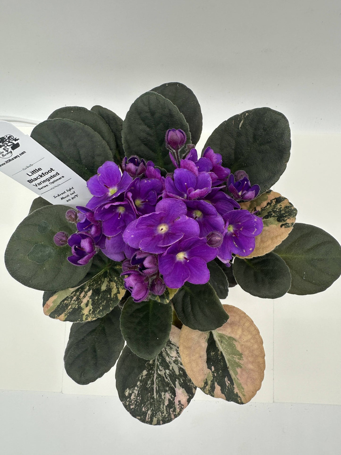 Little Blackfoot - Variegated - Live African Violet 4" - Series: Optimara