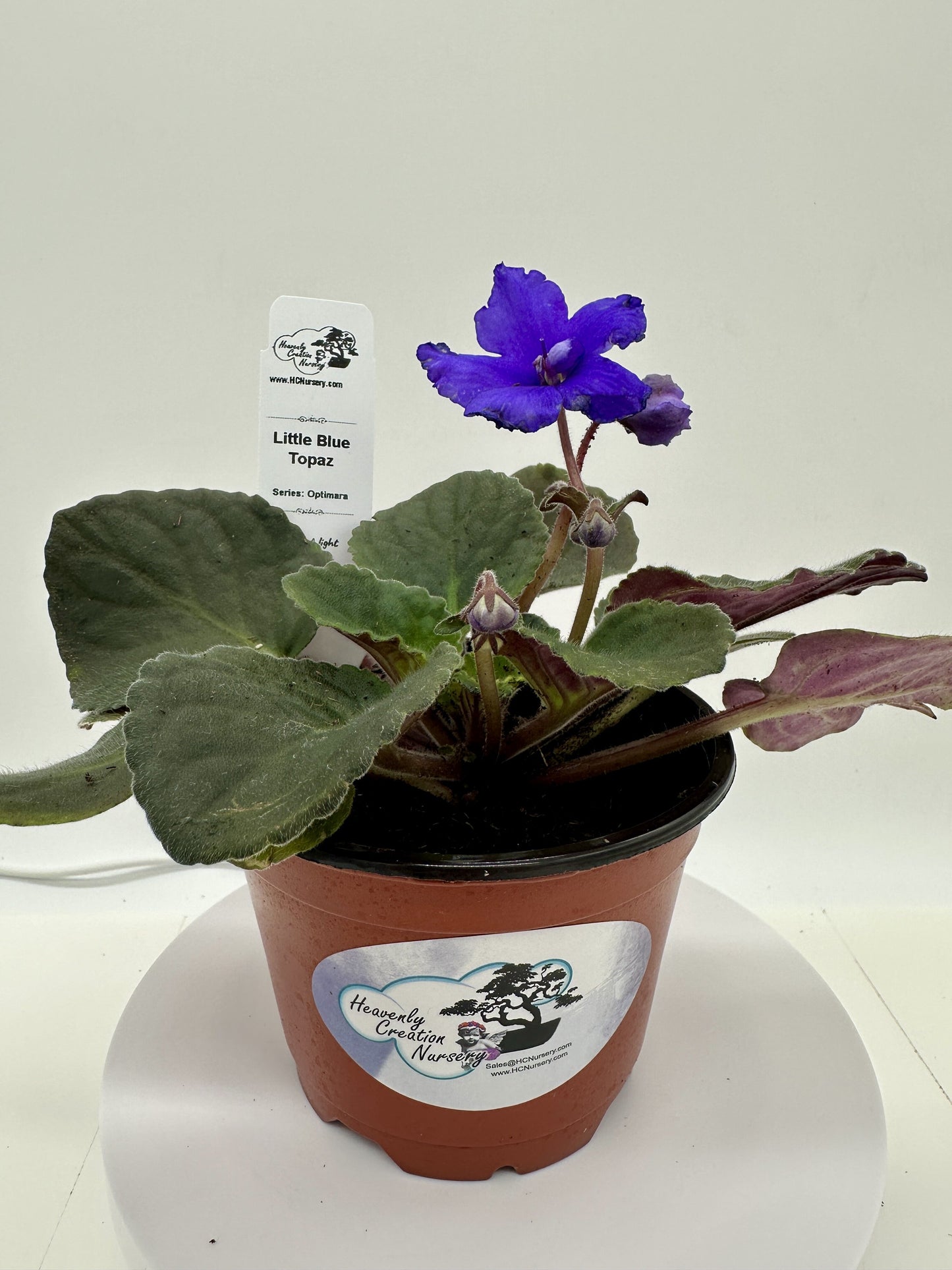 Little Blue Topaz - Live African Violet 4" - Series: Optimara