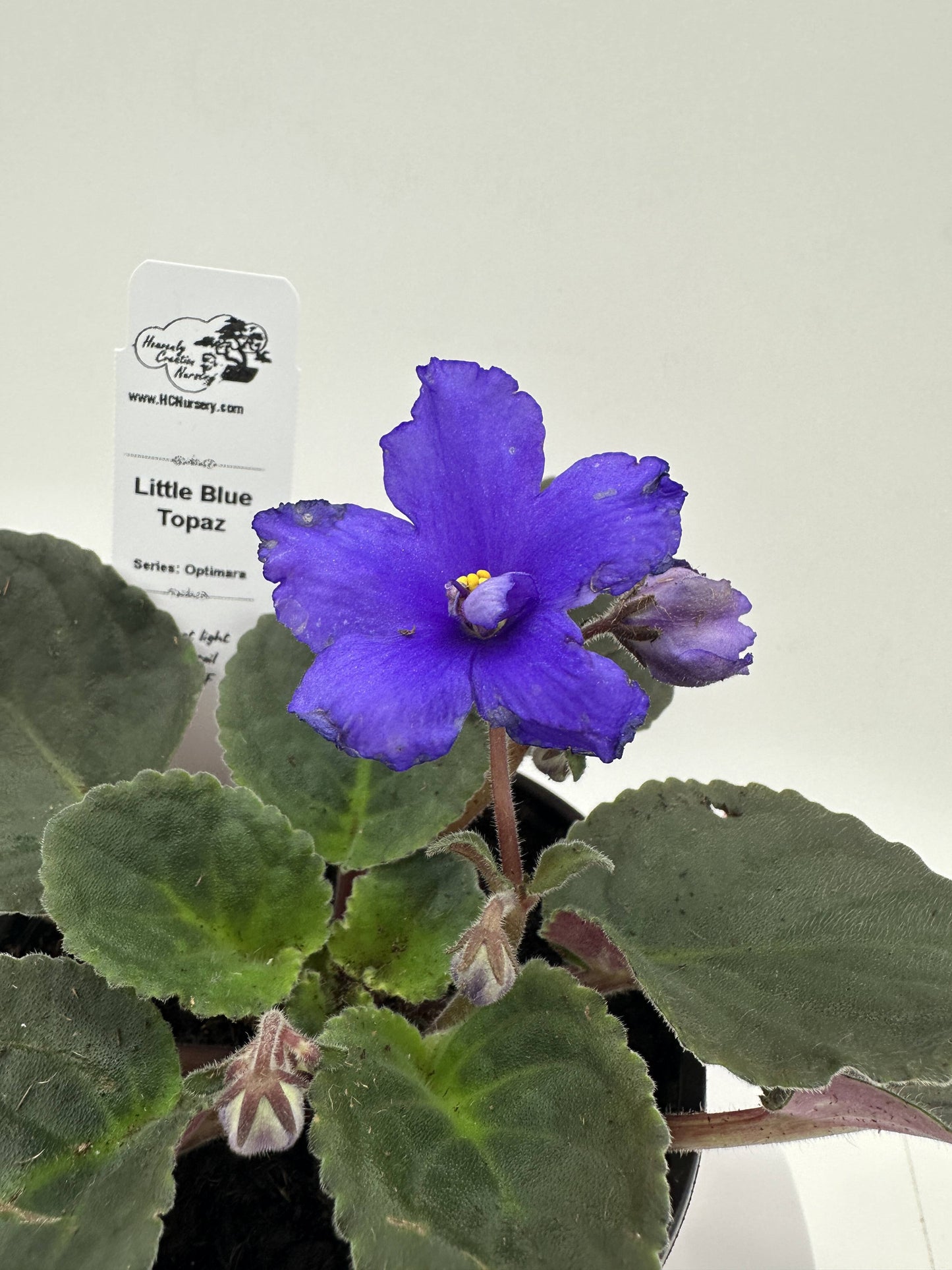 Little Blue Topaz - Live African Violet 4" - Series: Optimara