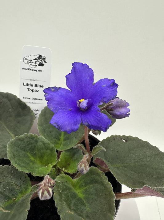 Little Blue Topaz - Live African Violet 4" - Series: Optimara
