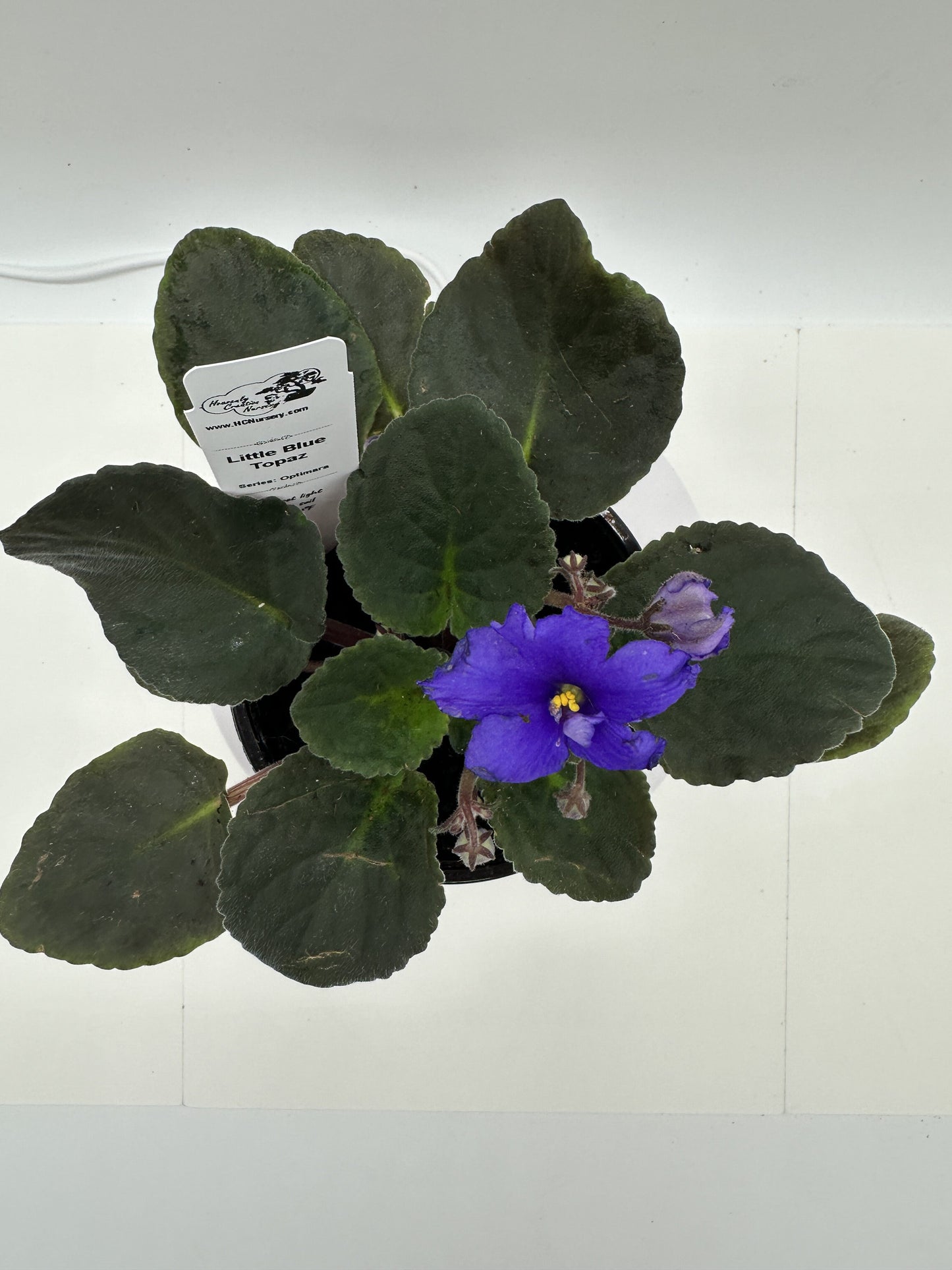 Little Blue Topaz - Live African Violet 4" - Series: Optimara