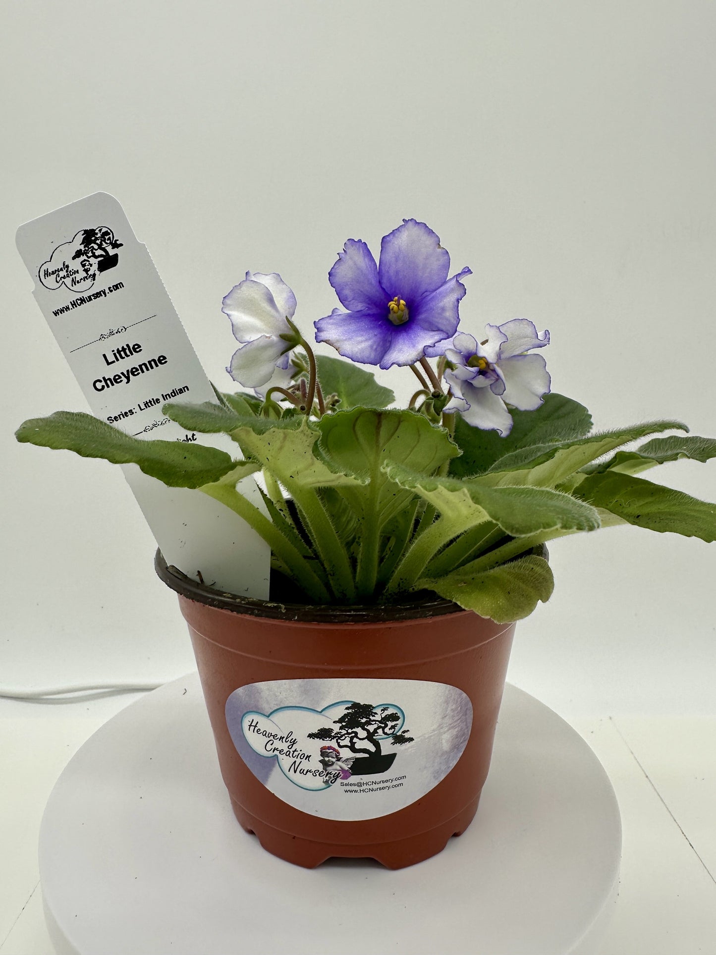 Little Cheyenne - Live African Violet 4" - Series: Little Indian