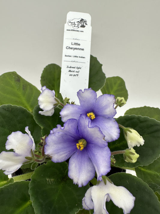 Little Cheyenne - Live African Violet 4" - Series: Little Indian