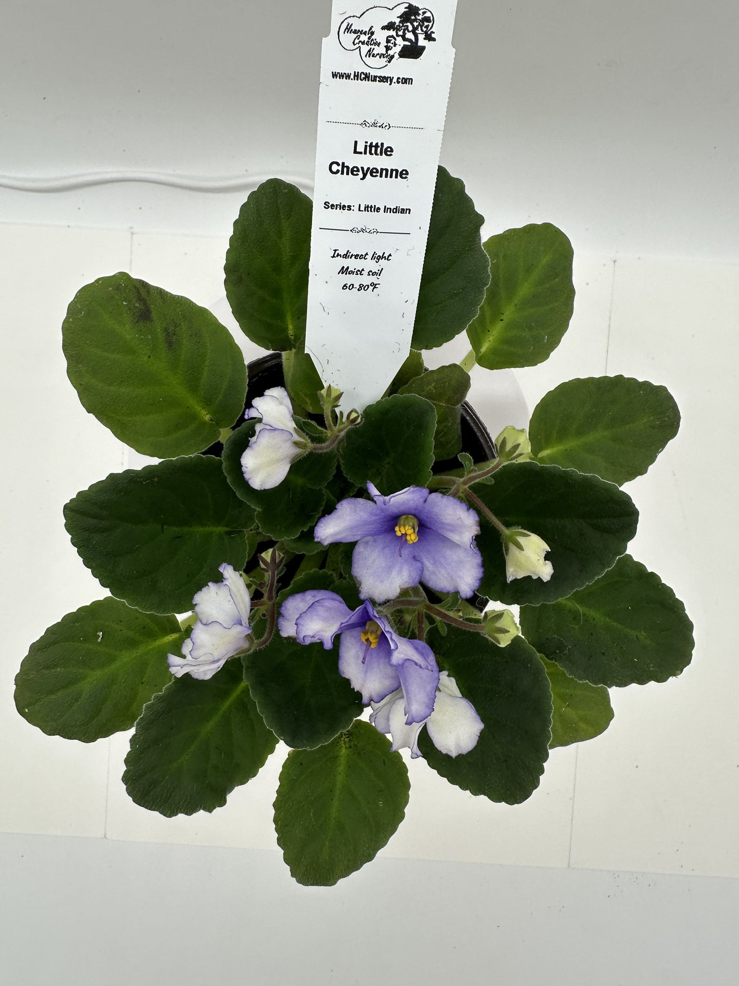 Little Cheyenne - Live African Violet 4" - Series: Little Indian