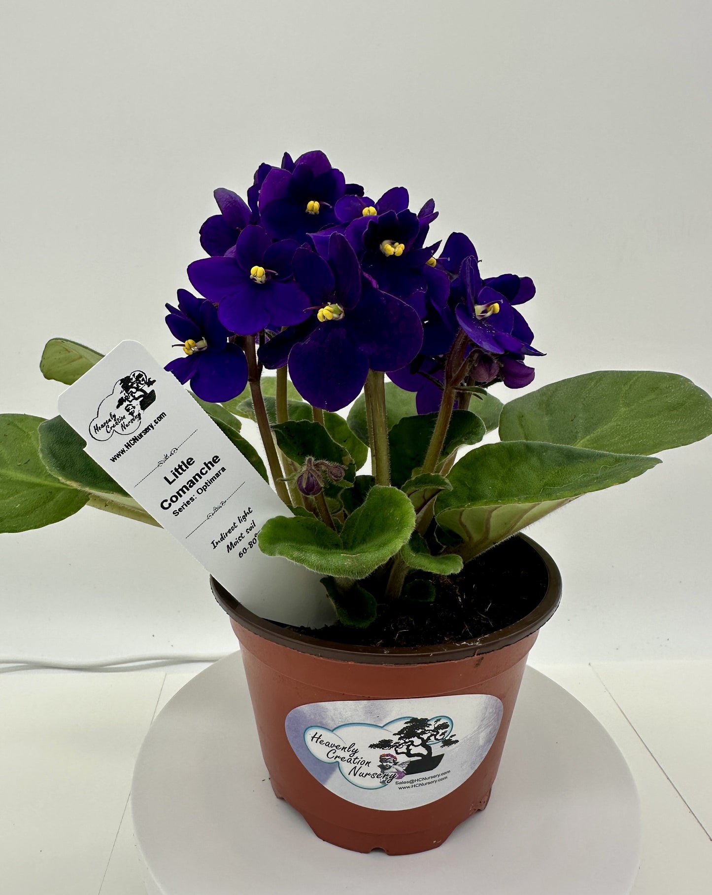 Little Comanche - Live African Violet 4" - Series: Optimara