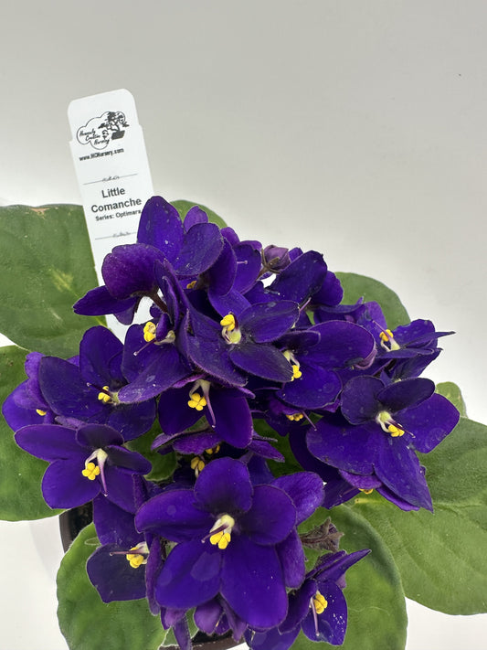 Little Comanche - Live African Violet 4" - Series: Optimara
