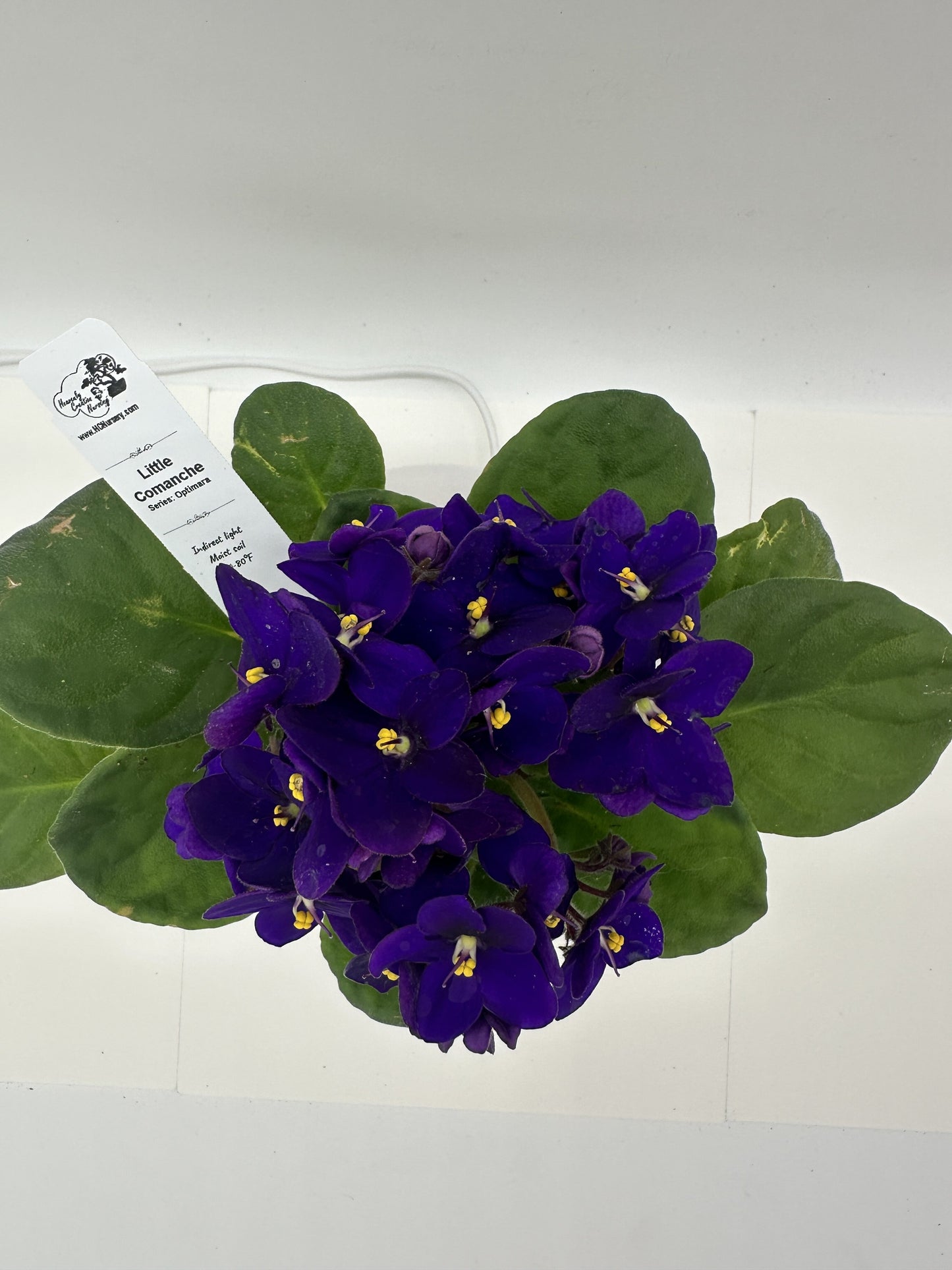 Little Comanche - Live African Violet 4" - Series: Optimara
