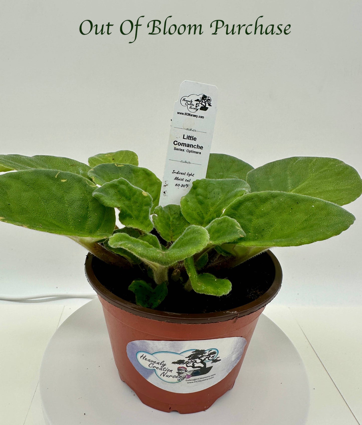 Little Comanche - Live African Violet 4" - Series: Optimara