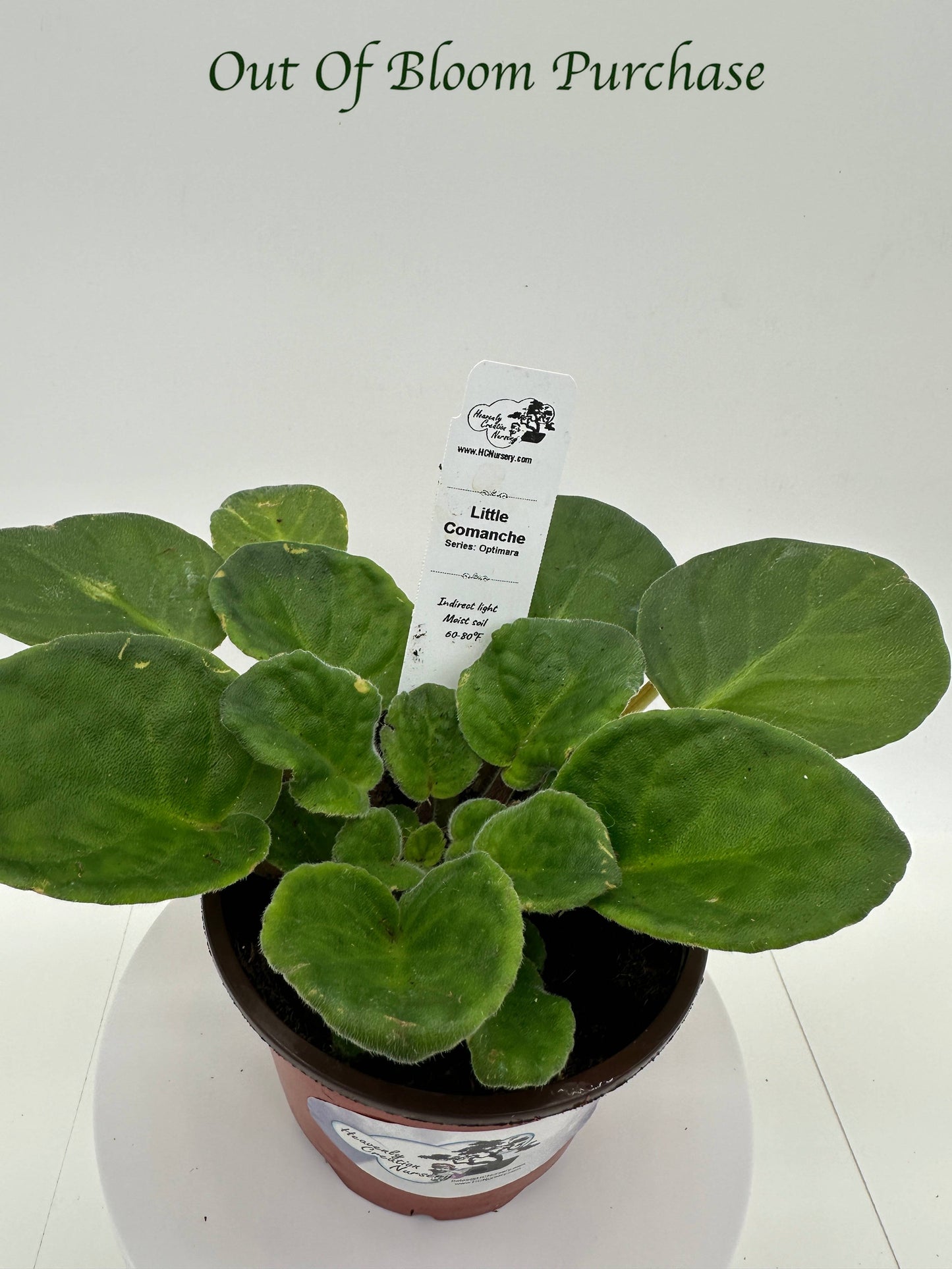 Little Comanche - Live African Violet 4" - Series: Optimara