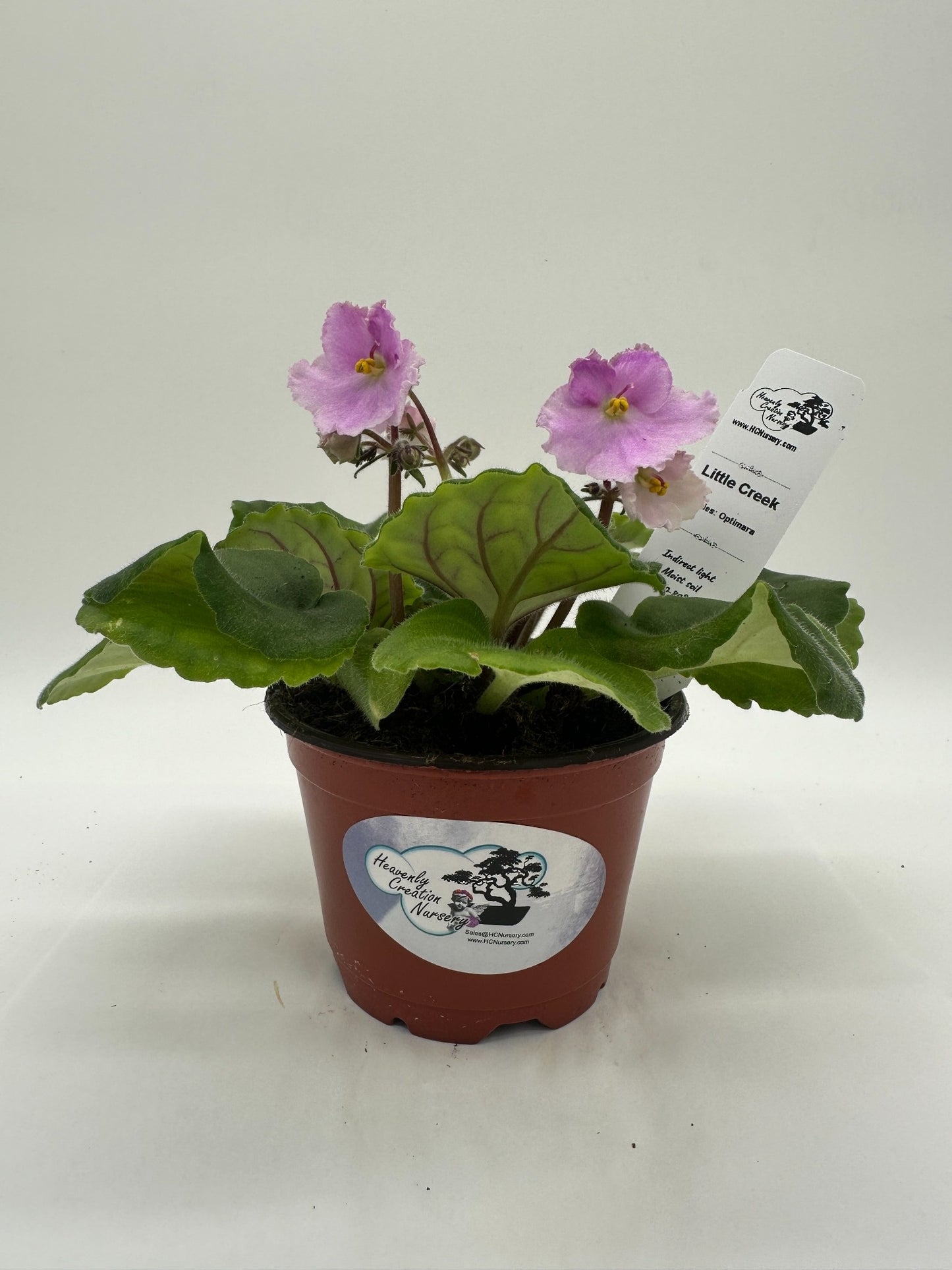 Little Creek - Live African Violet 4" - Series: Optimara