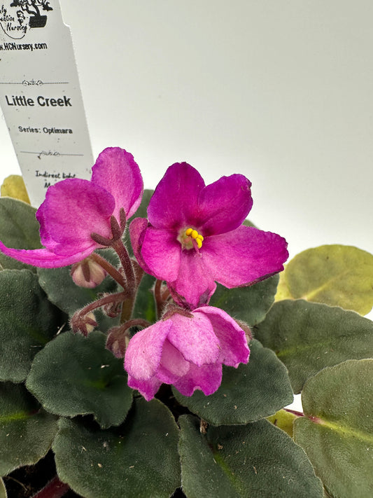 Little Creek - Live African Violet 4" - Series: Optimara