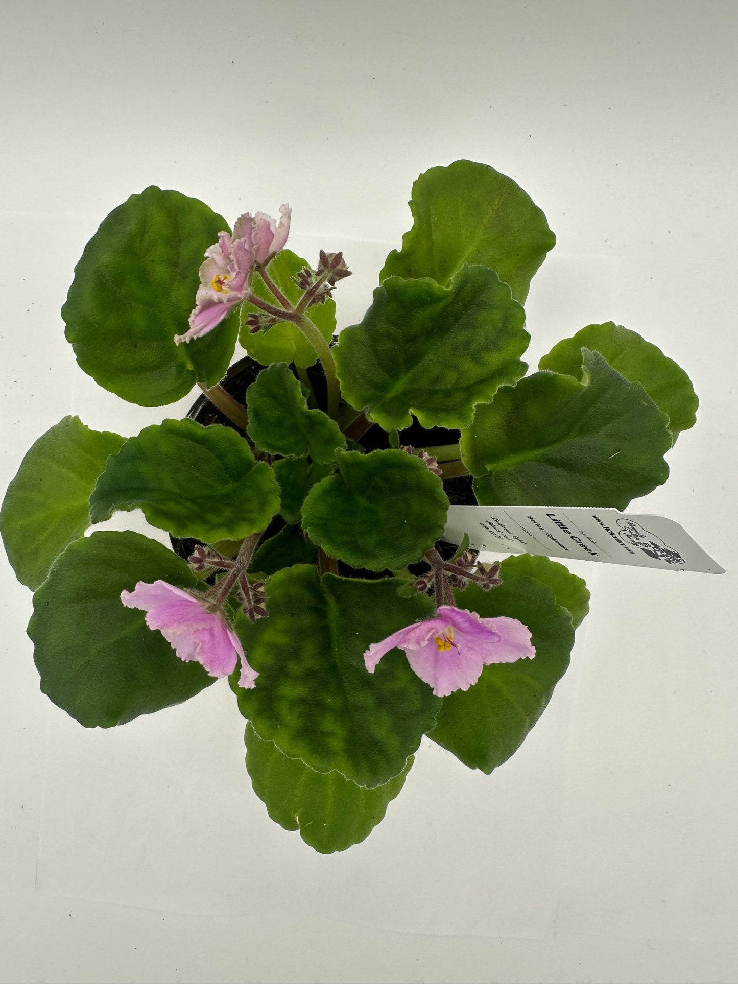 Little Creek - Live African Violet 4" - Series: Optimara