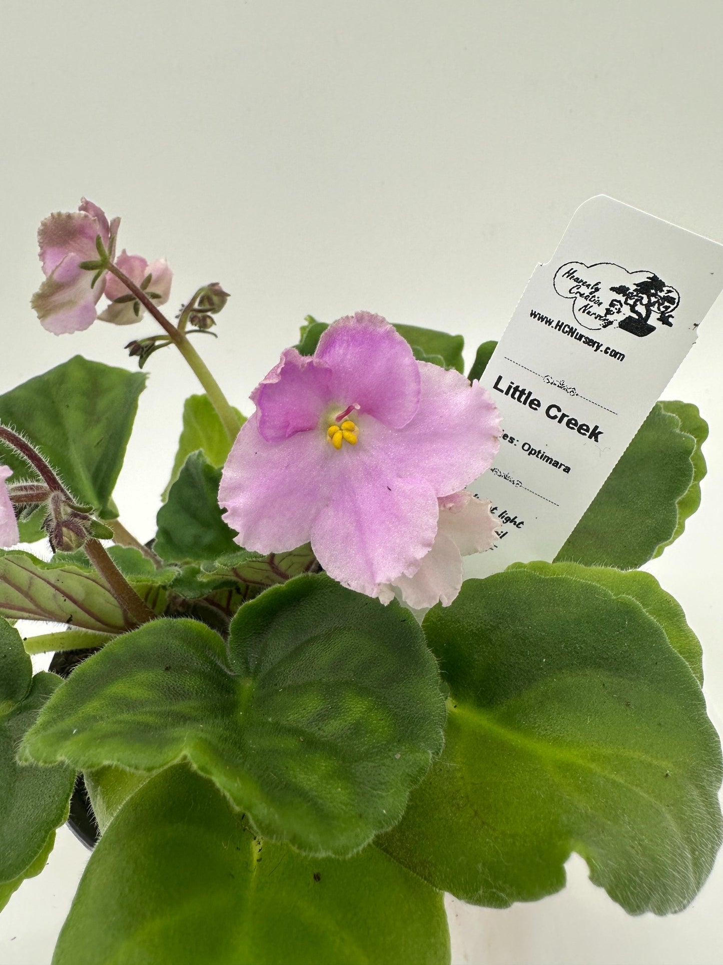 Little Creek - Live African Violet 4" - Series: Optimara
