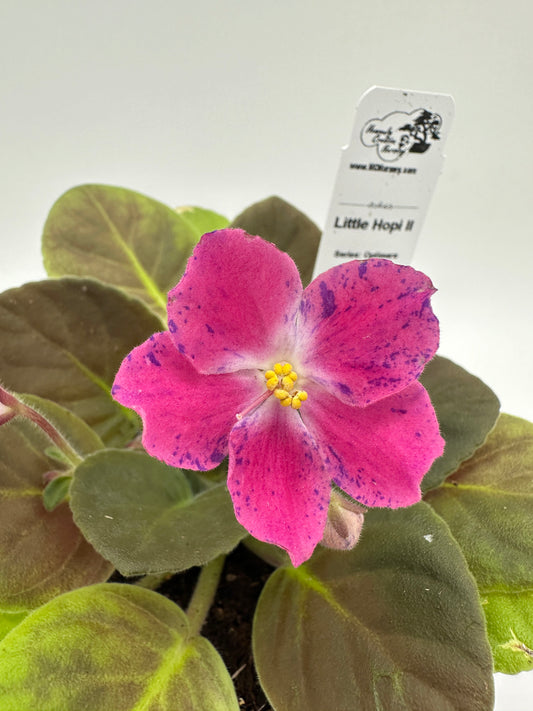 Little Hopi II - Live African Violet 4" - Series: Optimara