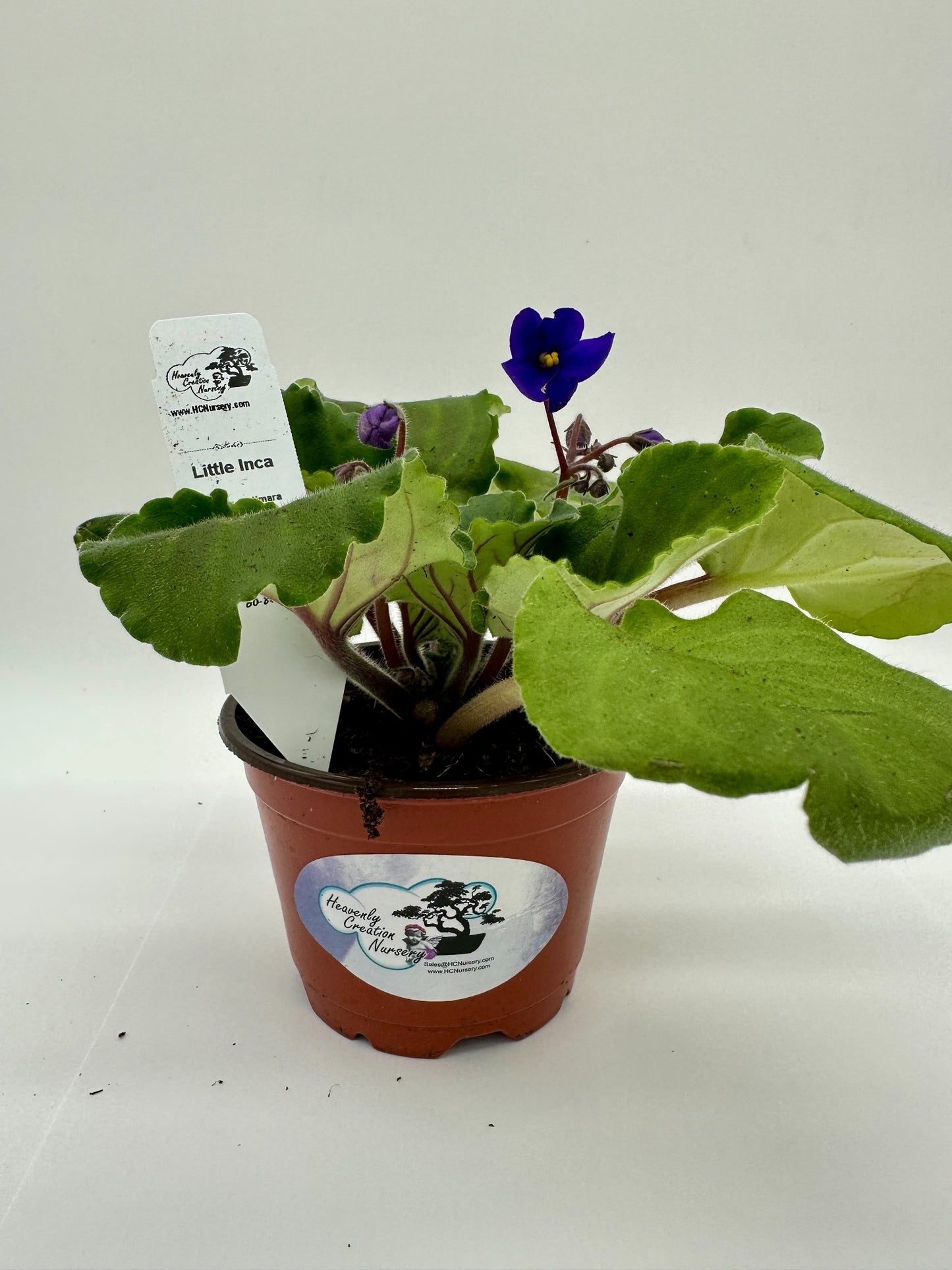 Little Inca - Live African Violet 4" - Series: Optimara