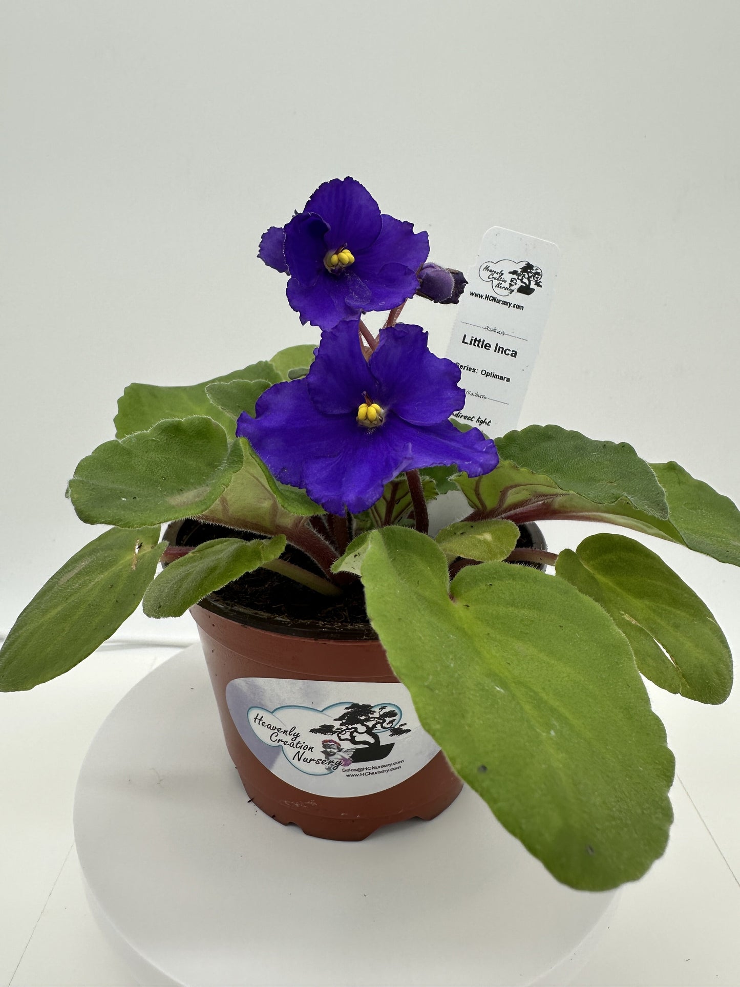 Little Inca - Live African Violet 4" - Series: Optimara