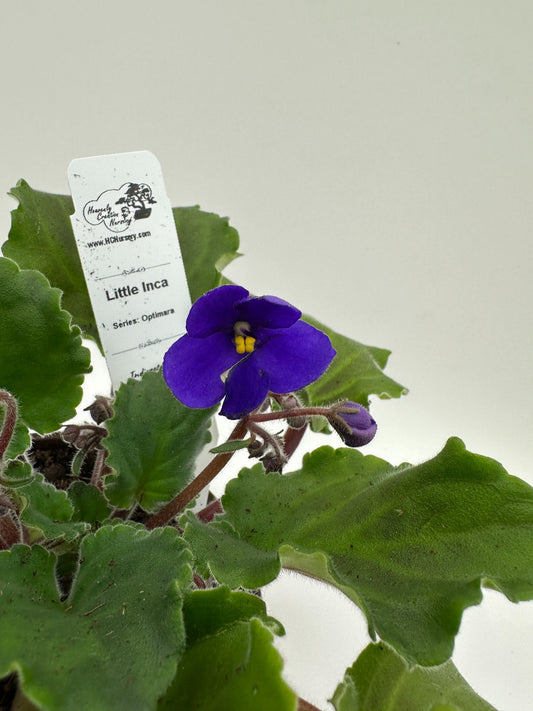Little Inca - Live African Violet 4" - Series: Optimara