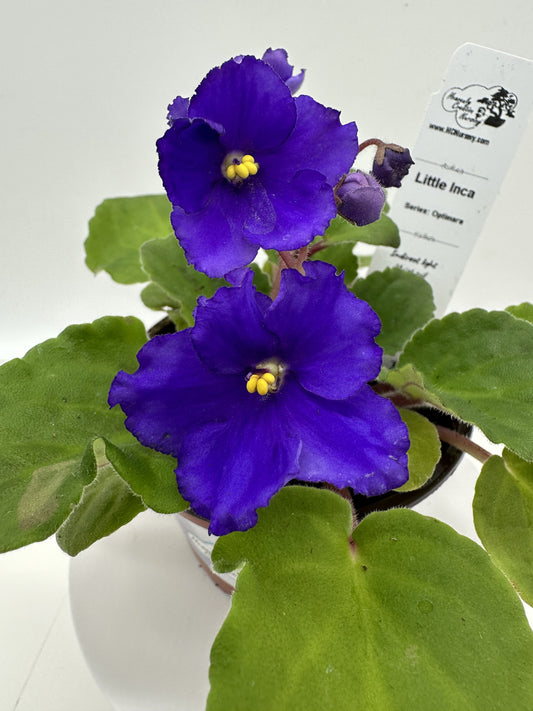 Little Inca - Live African Violet 4" - Series: Optimara