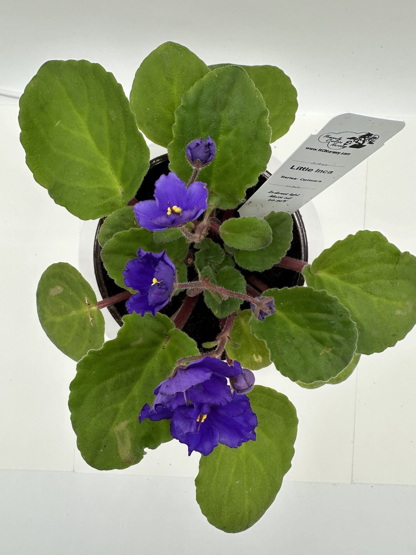 Little Inca - Live African Violet 4" - Series: Optimara