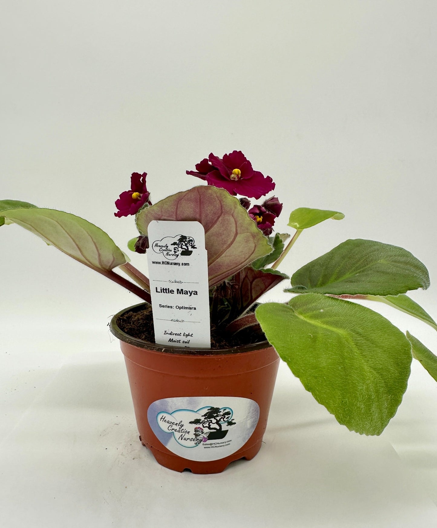 Little Maya - Live African Violet 4" - Series: Optimara - Standard Size