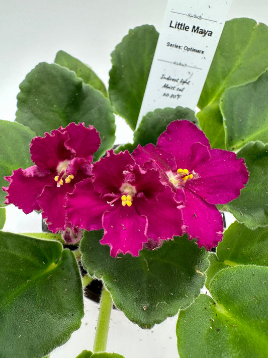 Little Maya - Live African Violet 4" - Series: Optimara