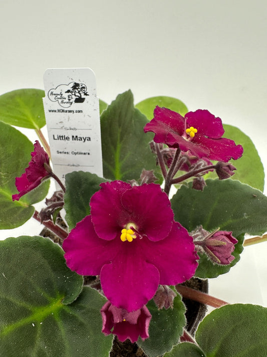 Little Maya - Live African Violet 4" - Series: Optimara