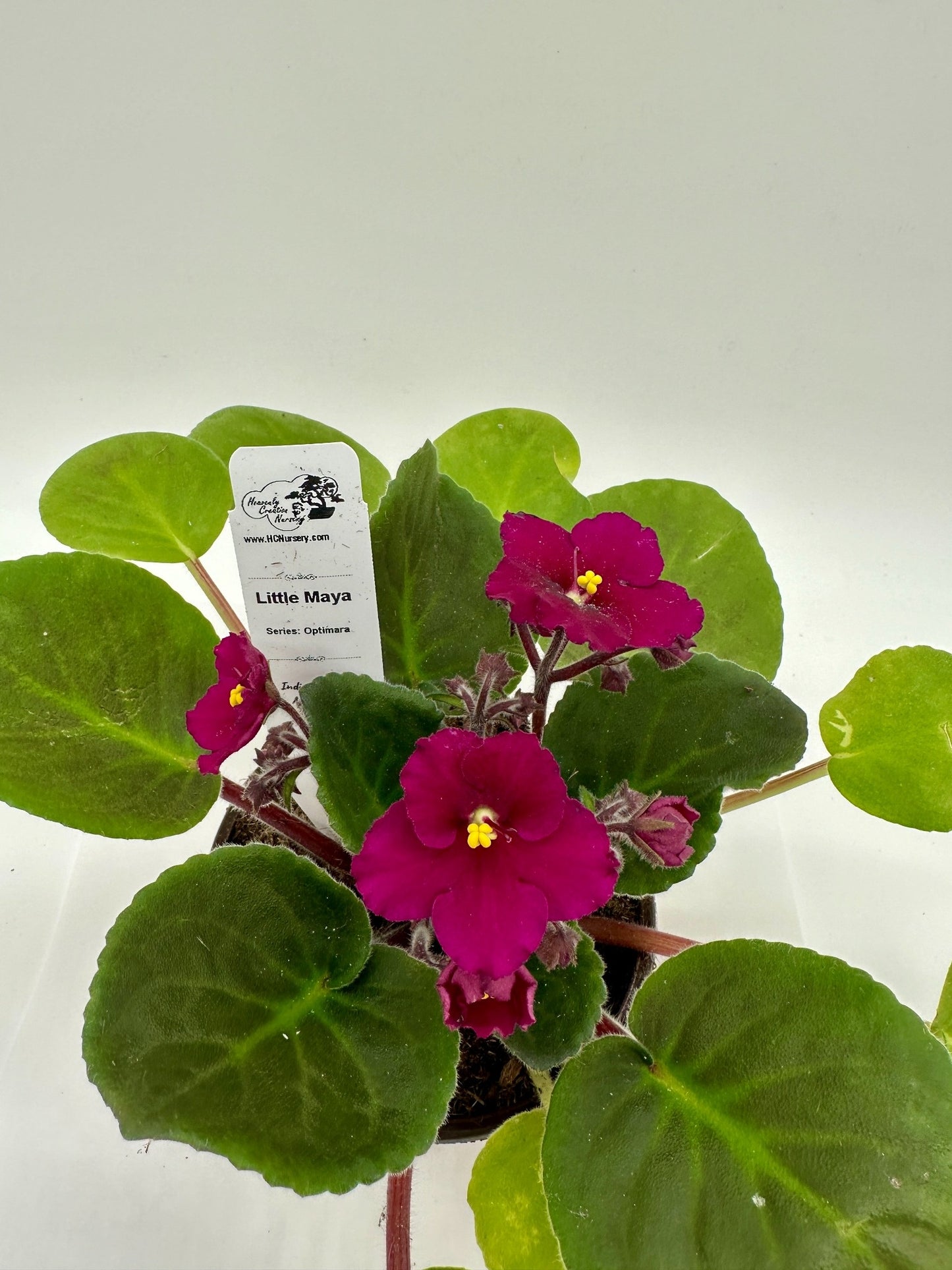 Little Maya - Live African Violet 4" - Series: Optimara - Standard Size