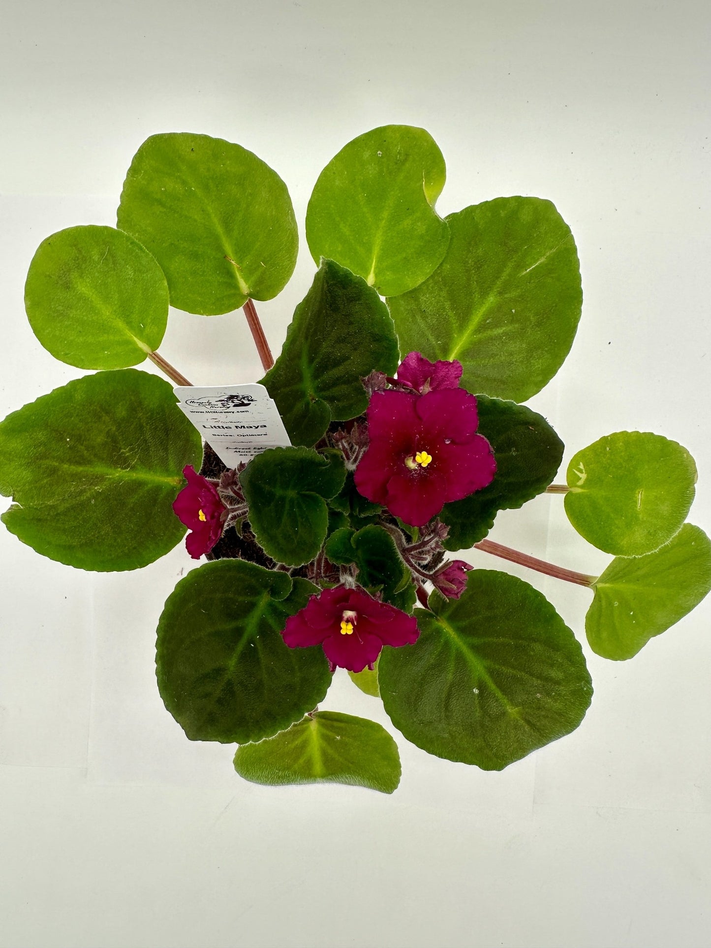 Little Maya - Live African Violet 4" - Series: Optimara - Standard Size